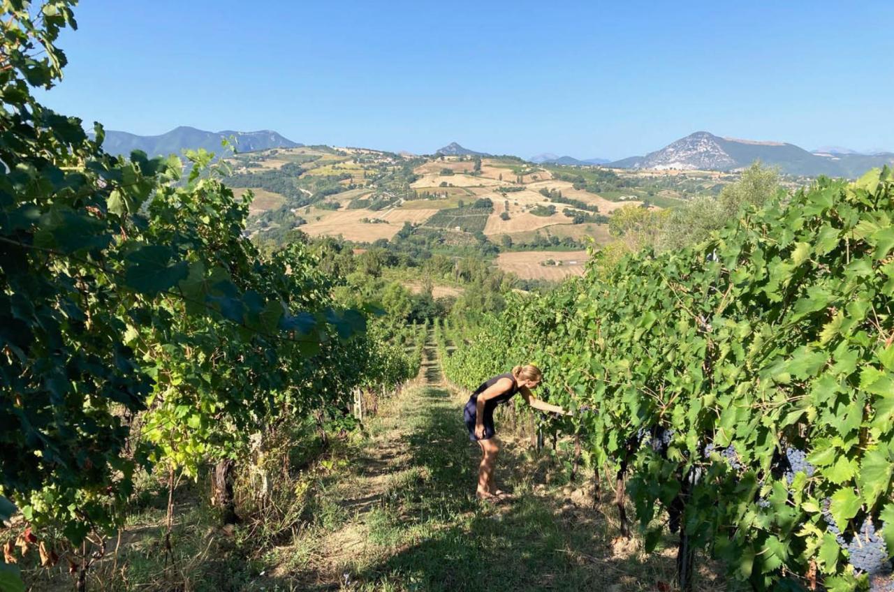Cupramontana Villa Verdicchio - B&B With Wellness For Winelovers المظهر الخارجي الصورة