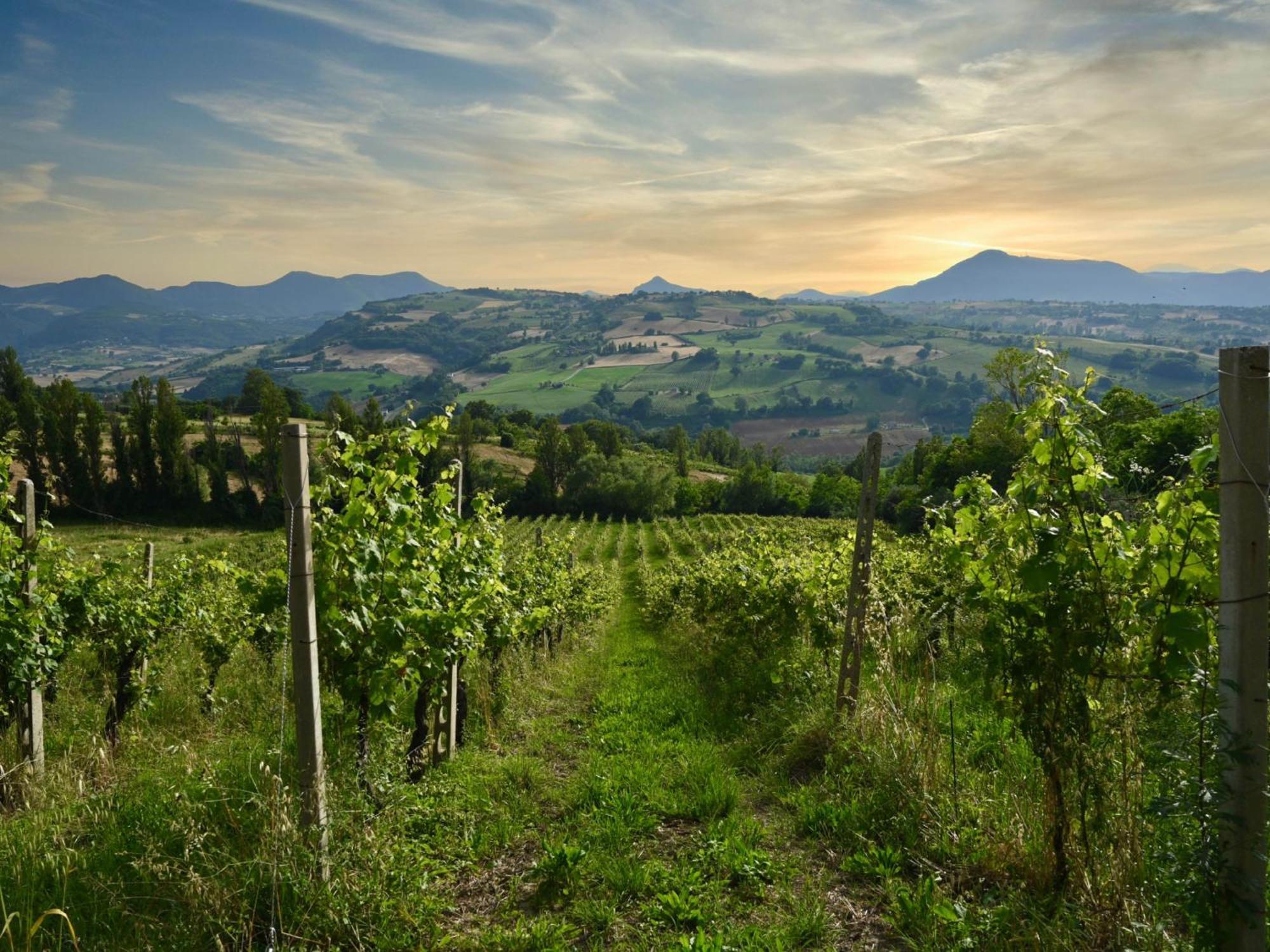 Cupramontana Villa Verdicchio - B&B With Wellness For Winelovers المظهر الخارجي الصورة